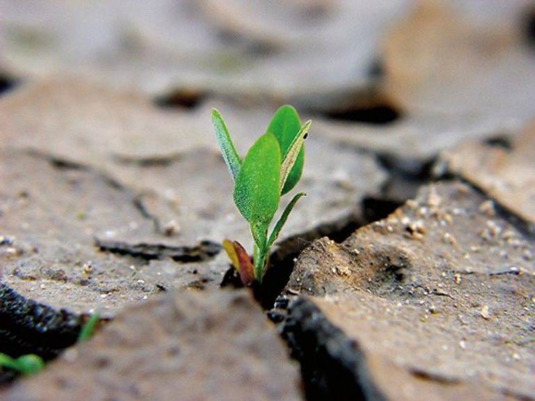 Adorazione Eucaristica – Se il chicco di grano caduto in terra muore, produce molto frutto. – 14 marzo 2024